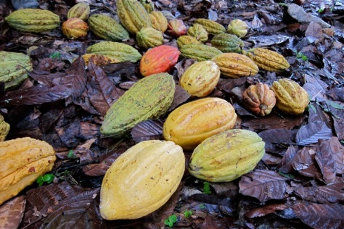 Kakaofrüchte Camino Verde © Sarah Krobath